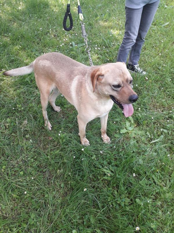 DINGO Foto 7
